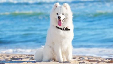 خرید ساموید