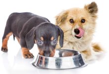 غذای سگ اصل