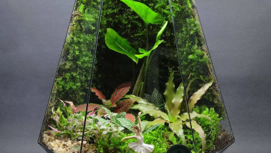 وال ای پلنت پلتفرم خرید گل و گیاه و تراریوم